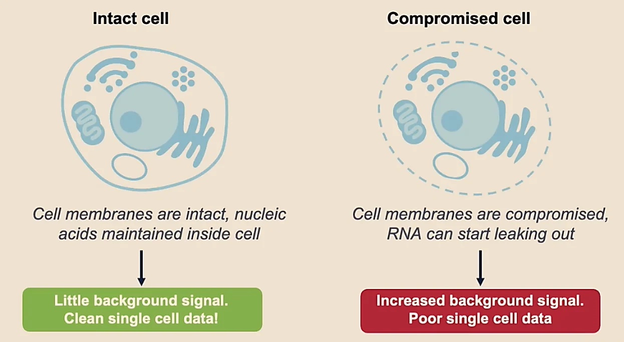 Cells