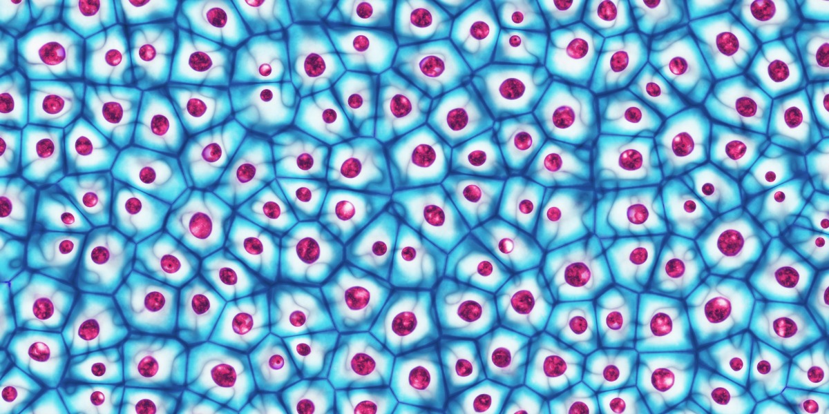Cell Line Authentication