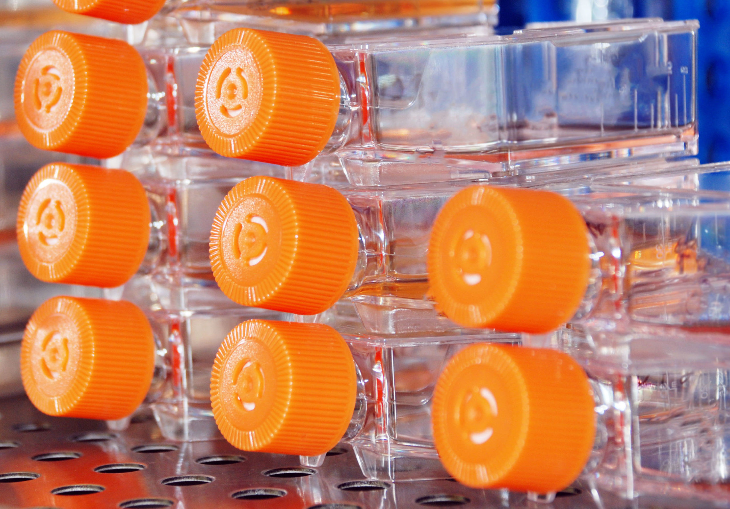 Cell Culture