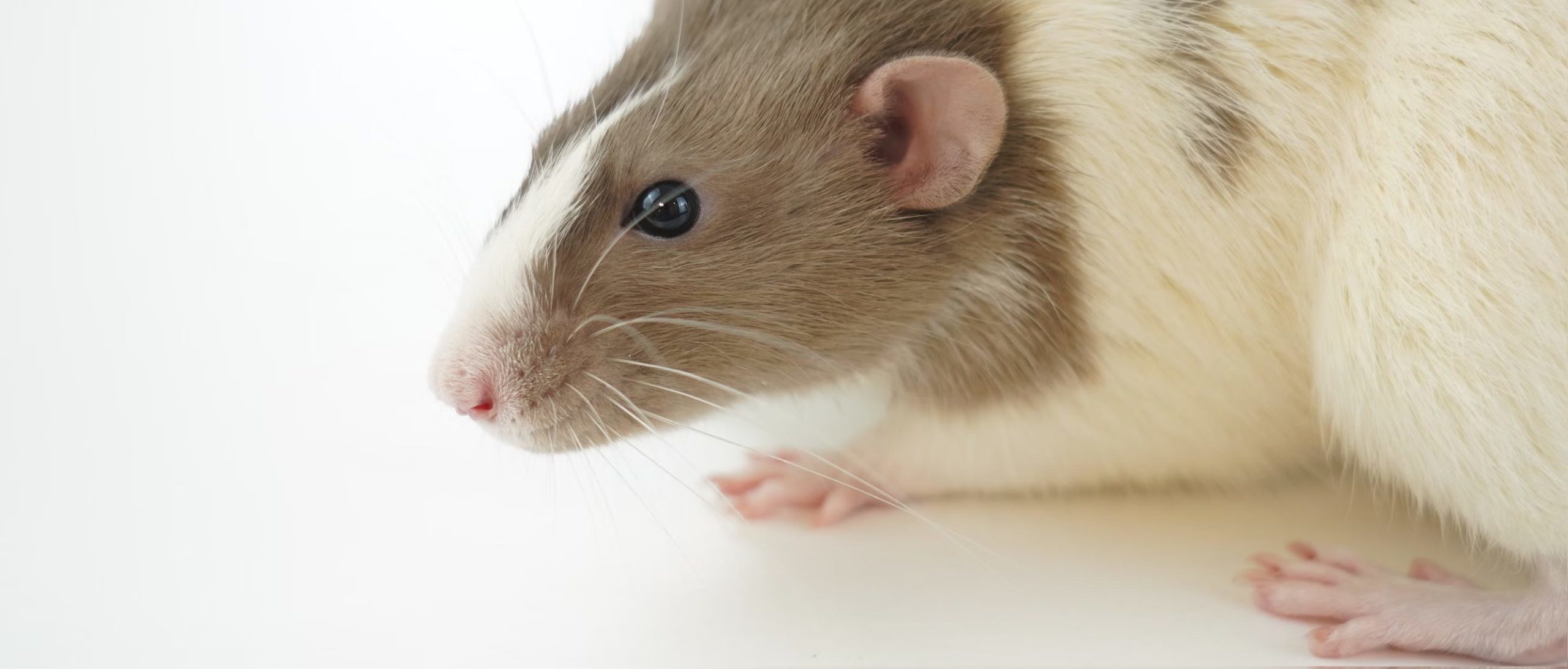 Non-human Genotyping