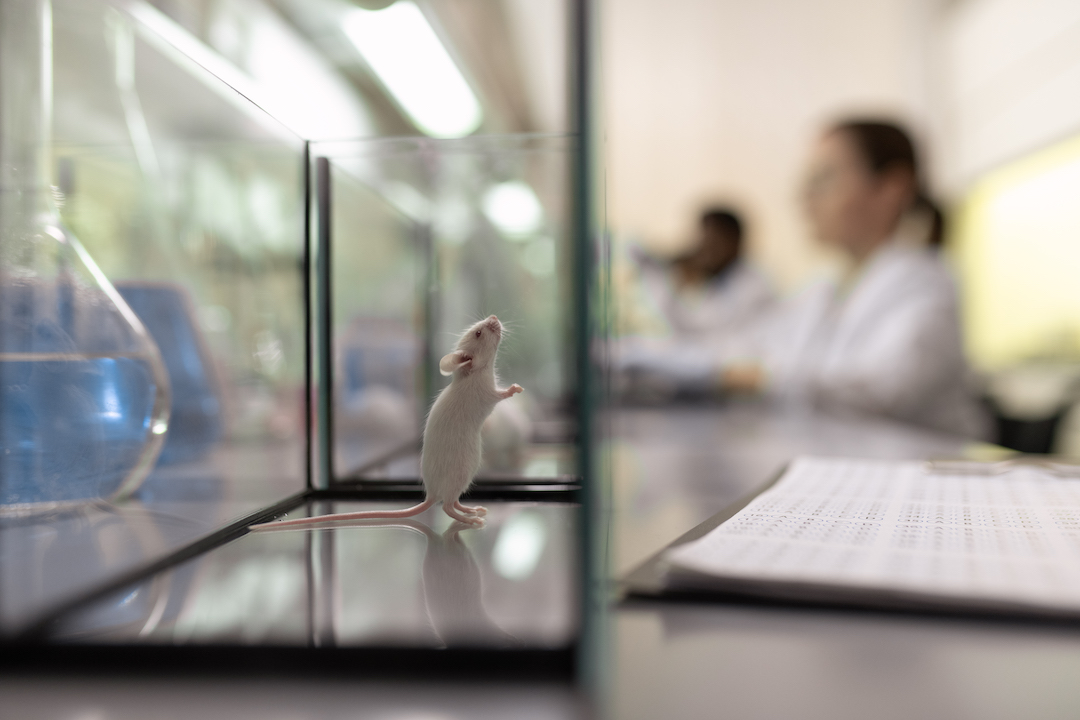 Cute white mouse looking upwards inside glass box