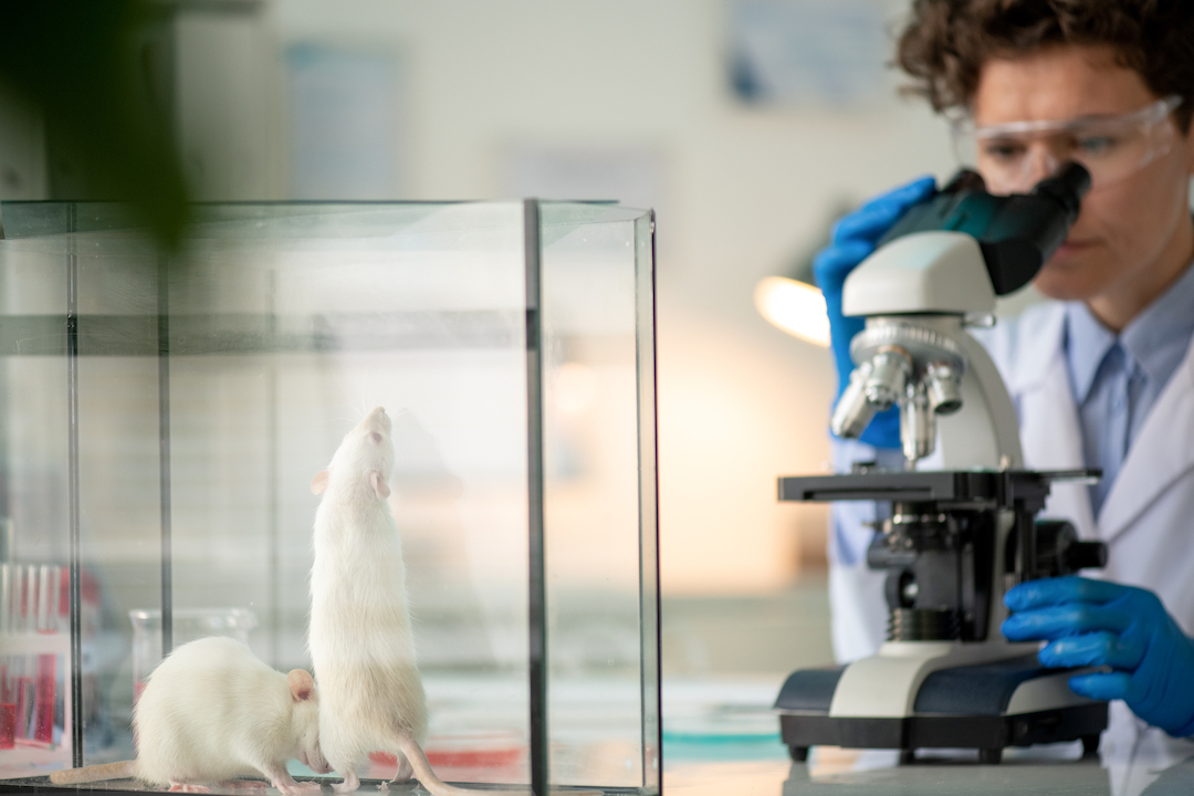 Researcher studying antibodies in microscope while making experiment with mice