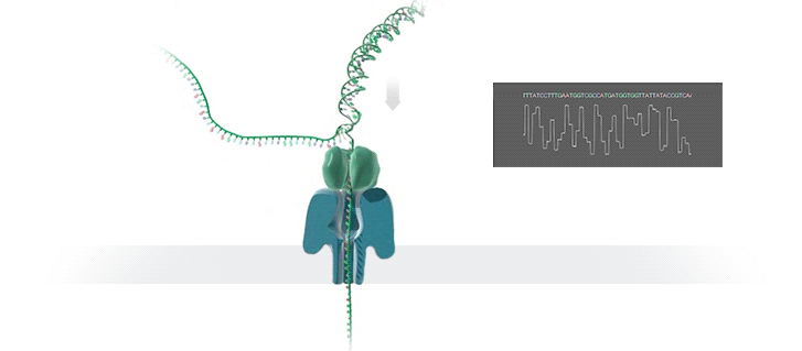 sequencing-animated_0